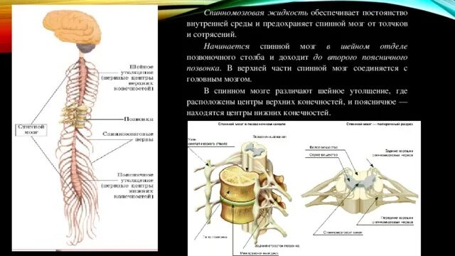 Защита спинного мозга обеспечение подвижности головы опора. Что защищает спинной мозг. Как защищен спинной мозг. Сотрясение спинного мозга. Как спинной мозг защищен от толчков и сотрясений.