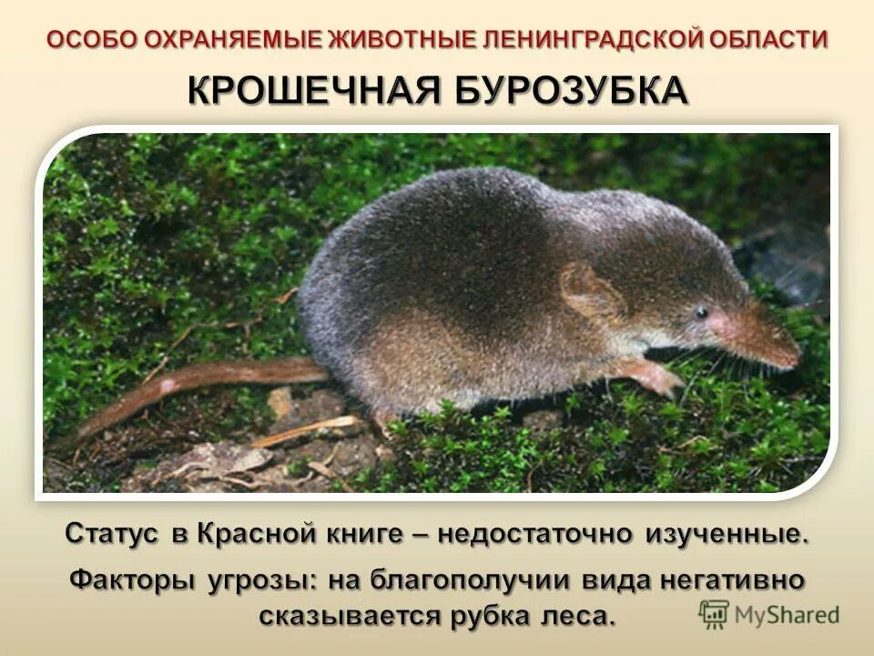 Заповедники красной книги. Особо охраняемые млекопитающие. Охраняемые животные. Особо охраняемые виды животных. Охраняемые растения и животные.