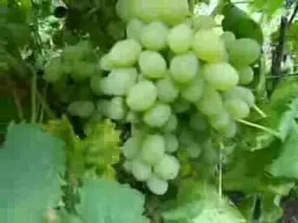 Сверхранний виноград описание сорта фото