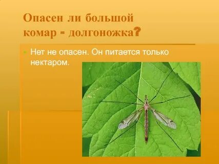 Большие комары опасны или нет