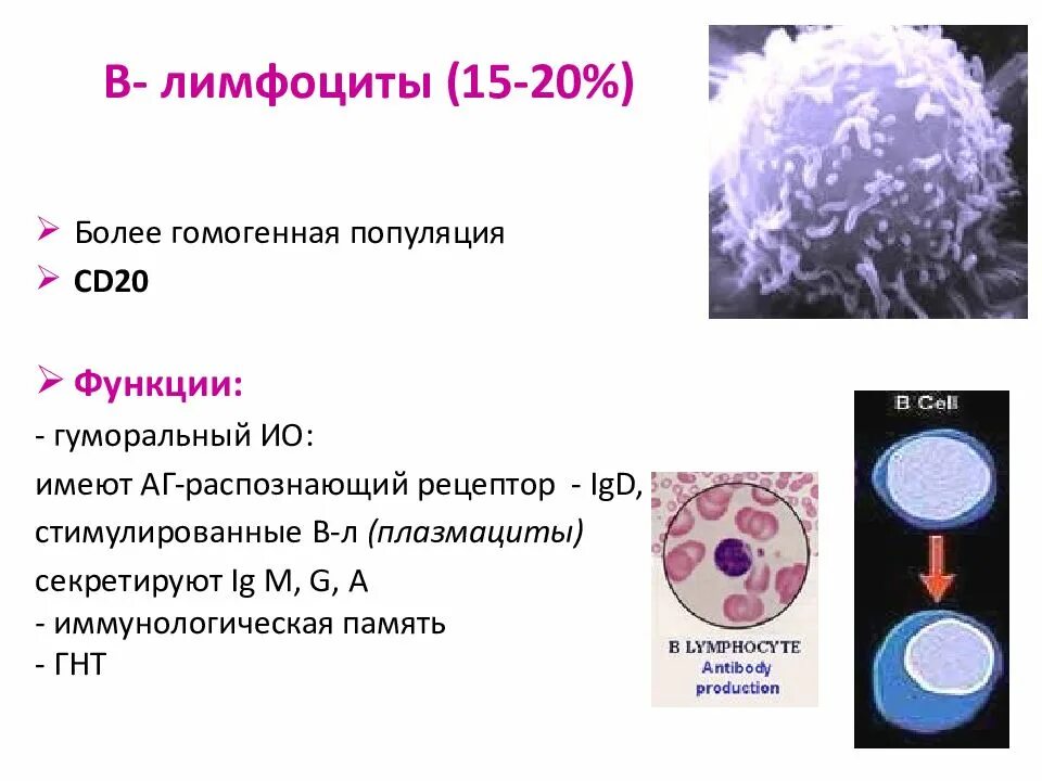Б-лимфоциты иммунной системы. Строение б лимфоцитов. В1 лимфоциты иммунология. B лимфоциты строение. Размер лимфоцитов