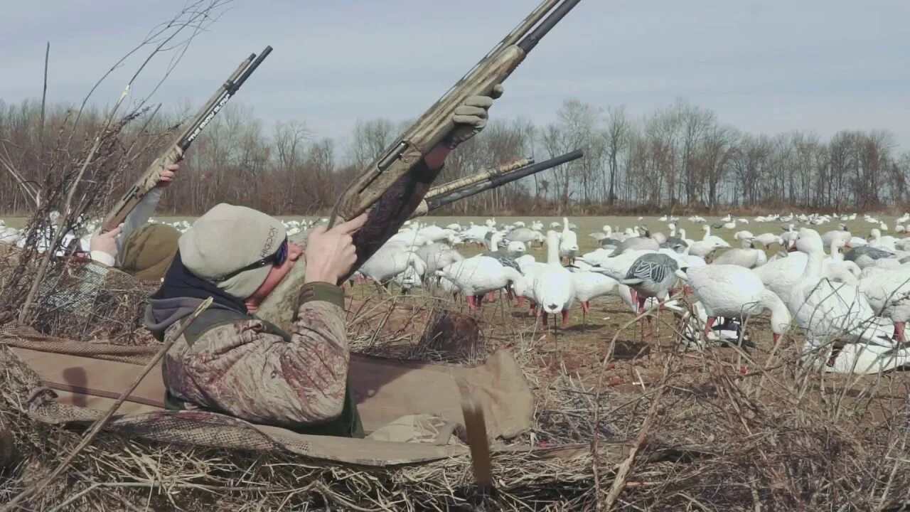 Весенняя охота на гусей с профилями. Охота на гусей в Архангельской области на болотах. Охота на гуся в Архангельской области. Весеннее открытие на утку