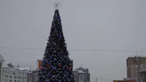 Мишкины елки