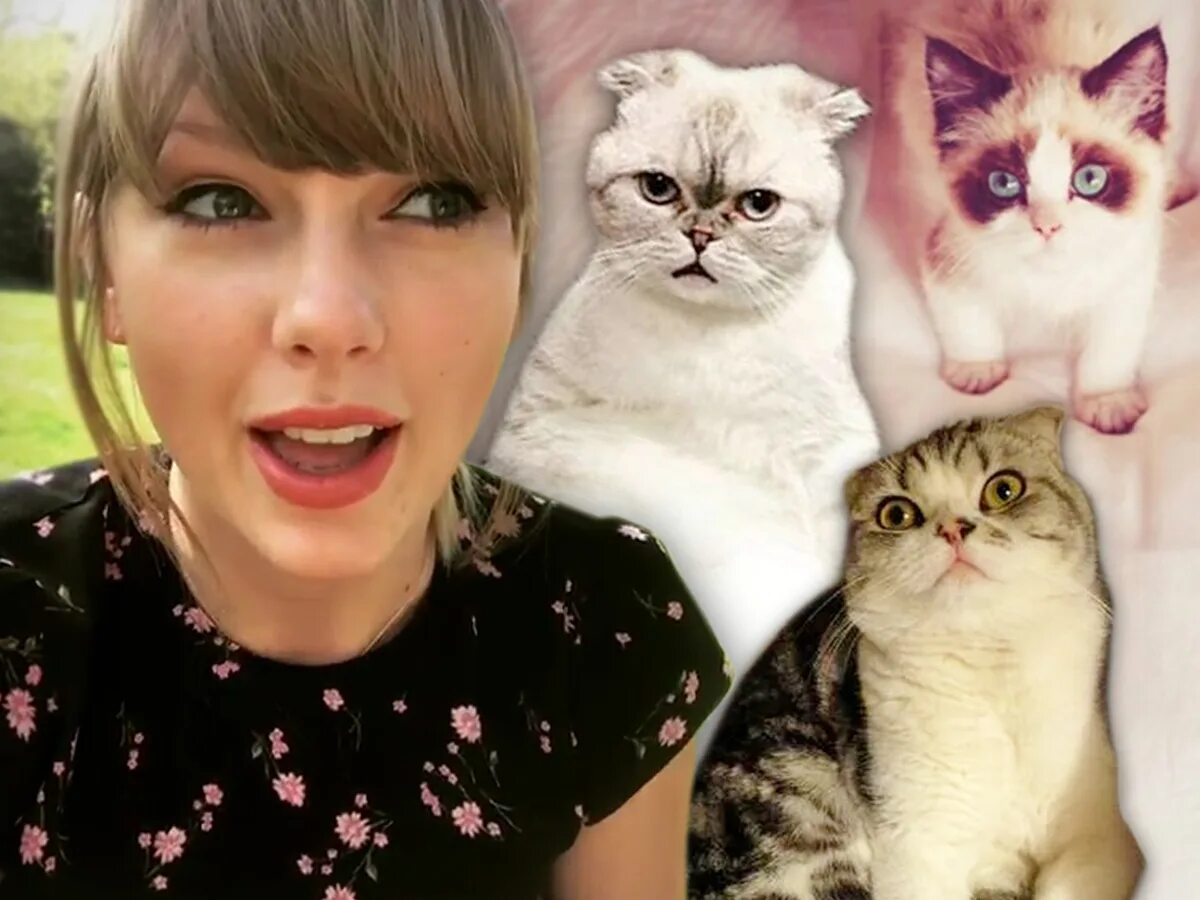 Кошка тейлор. Taylor Swift Cats. Taylor Swift кошки. Тейлор Свифт с котом. Taylor Swift and her Cats.
