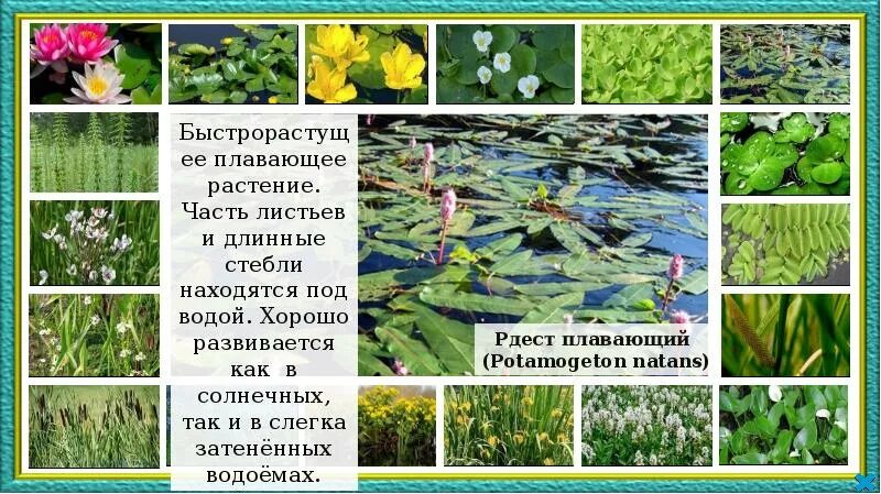 Картинки РАСТЕНИЯ ВОДНЫХ И УВЛАЖНЕННЫХ МЕСТ ОБИТАНИЯ
