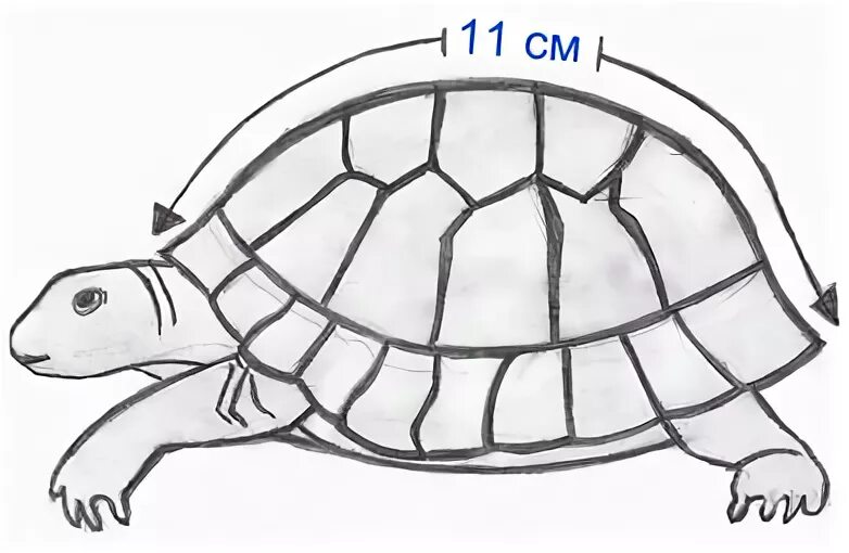 Какой тип питания характерен для среднеазиатской черепахи. Возраст черепахи. Определить Возраст черепахи. Строение черепахи сухопутной. Как определить Возраст черепахи сухопутной.