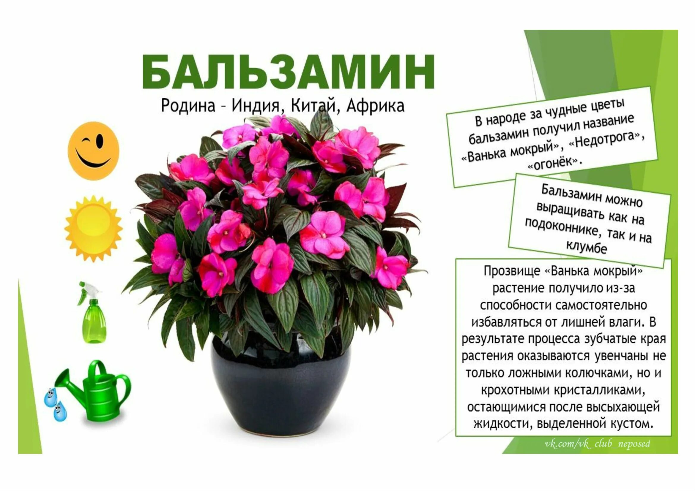 Какие комнатные цветы какую любят почву. Комнатные цветы в старшей группе детского сада по фгос. паспорт цветка огонек. бальзамин в детском саду. паспорт цветов в детском саду фуксия.