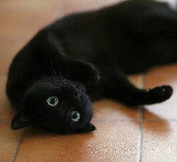 Черные кошки приносят счастье. Черное чудо. Чёрные котята в добрые руки. Белая кошка с черными ушами. Черные котята в добрые