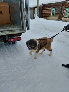 Номер телефона службы отлова собак