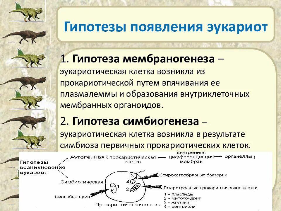 Когда на земле появились клеточные организмы. Гипотезы происхождения эукариот. Гипотеза происхождения клеток эукариот. Гипотезы возникновения эукариот. Гипотезы образования эукариотической клетки.