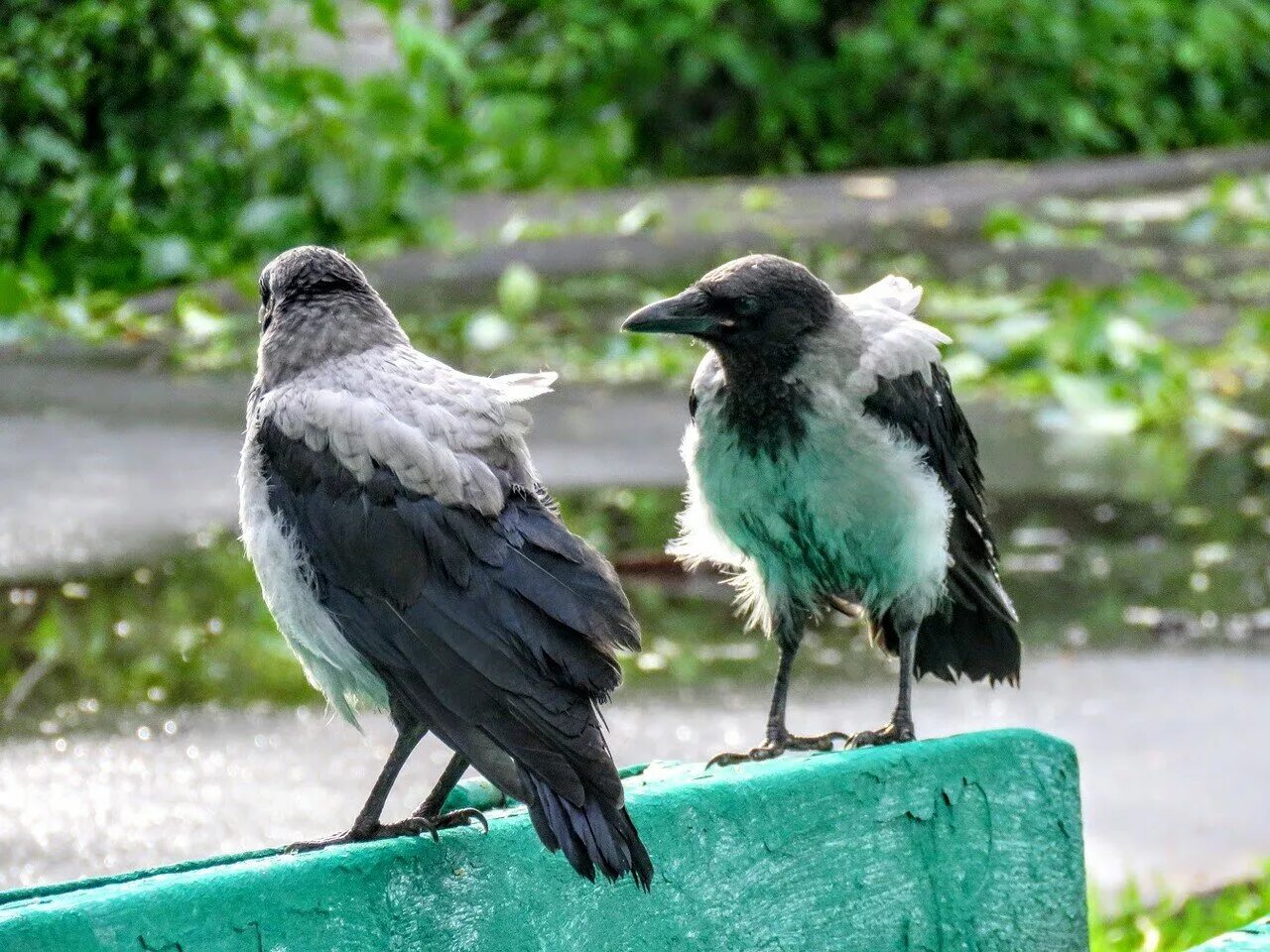 Две вороны фото. Алябьев два ворона. Ворон с 2 головами. Ворона в парке. Ворона на снегу.