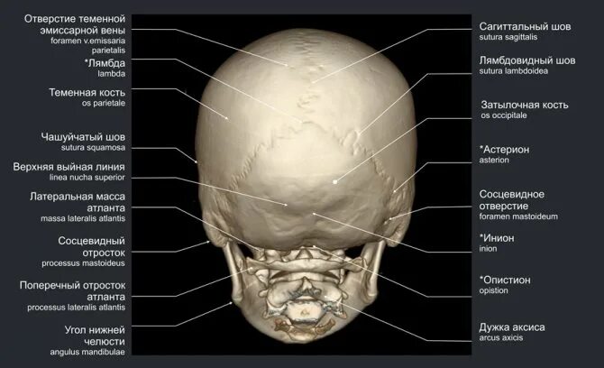 Череп новорожденного рентген анатомия. Череп 5 лет