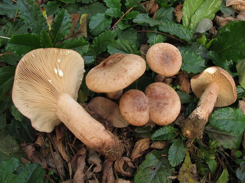 Млечник дубовый съедобный. Млечник дубовый lactarius quietus. Дуплянка гриб млечник. Млечник дубовый. Млечник неедкий.
