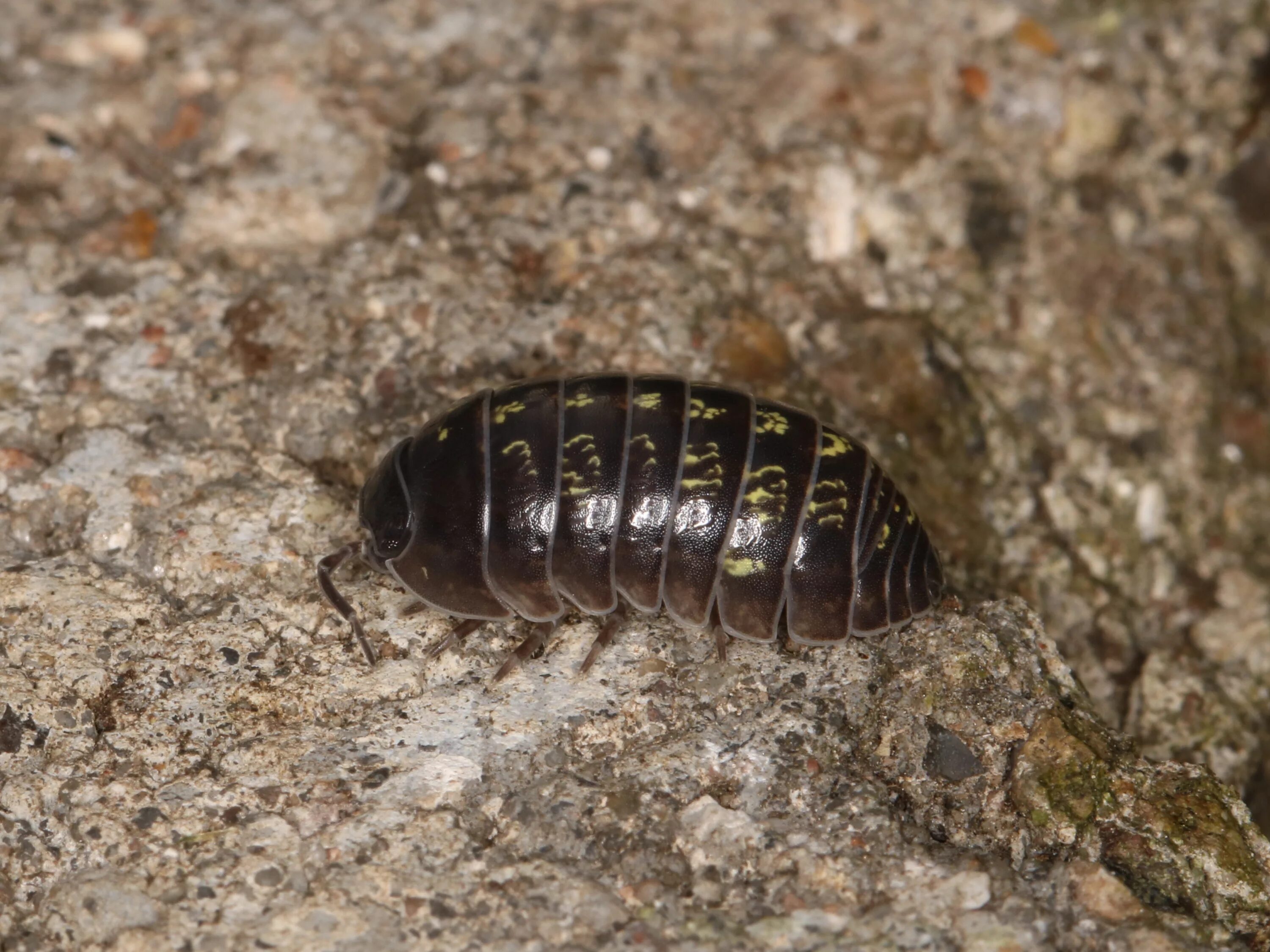Мокрица на какой почве. Жук мокрица броненосец. мокрицы armadillidium vulgare. мокрица-броненосец обыкновенная. мокрица шероховатая (porcellio scaber).