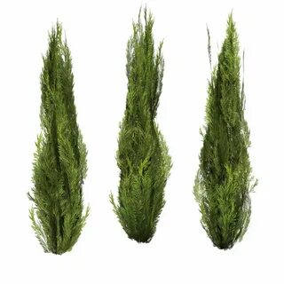 Bush plant