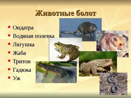 Проект кто живет на болоте