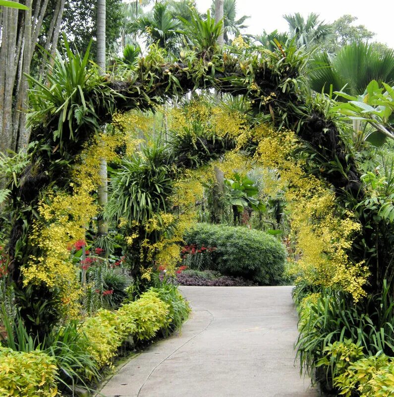 Какие растения в ботаническом саду. Сингапур парк орхидей. Сингапур Ботанический сад. Ботанический сад Сингапура сад орхидей. Парк орхидей Санья.