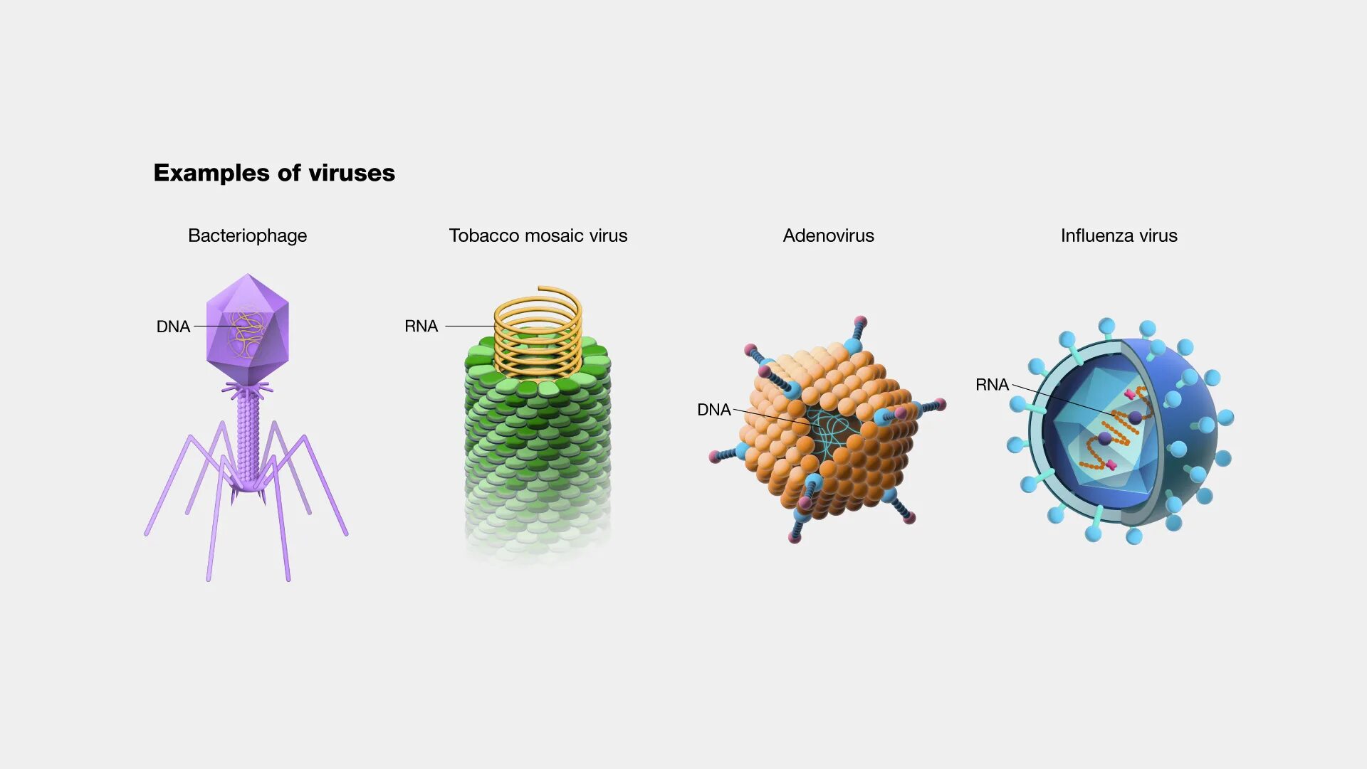 Вирус. Сферическая форма вируса. Схема биовируса. Биоклетки вирус. Make virus