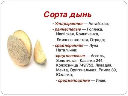 Эссе дыня