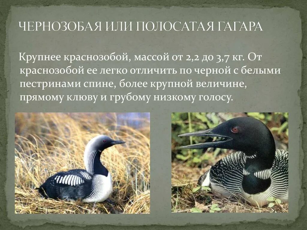 Сообщение о гагарке
