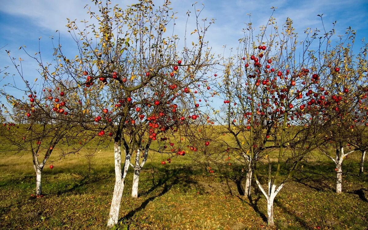 Включи яблонь. Яблоня дичка. Яблоня штамбовая Уралец. Яблоня Эра дерево. Яблоня Минское.