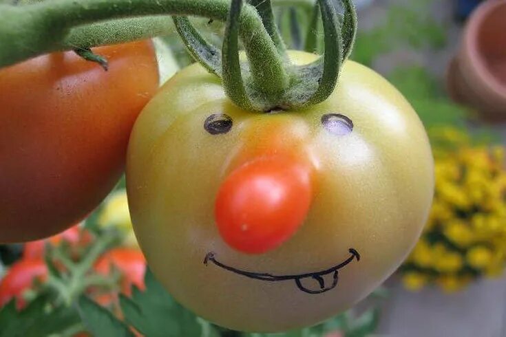 Смешной помидор. Забавный помидор. Смешной томат. Смешные овощи.