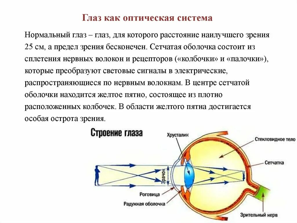 Система глазок. Оптическая система глаза физика. Строение оптической системы глаза. Строение глаза физика оптика. Глаз как оптическая система оптические приборы.