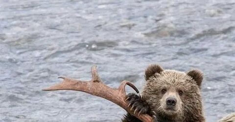 Медведь тащит оленя