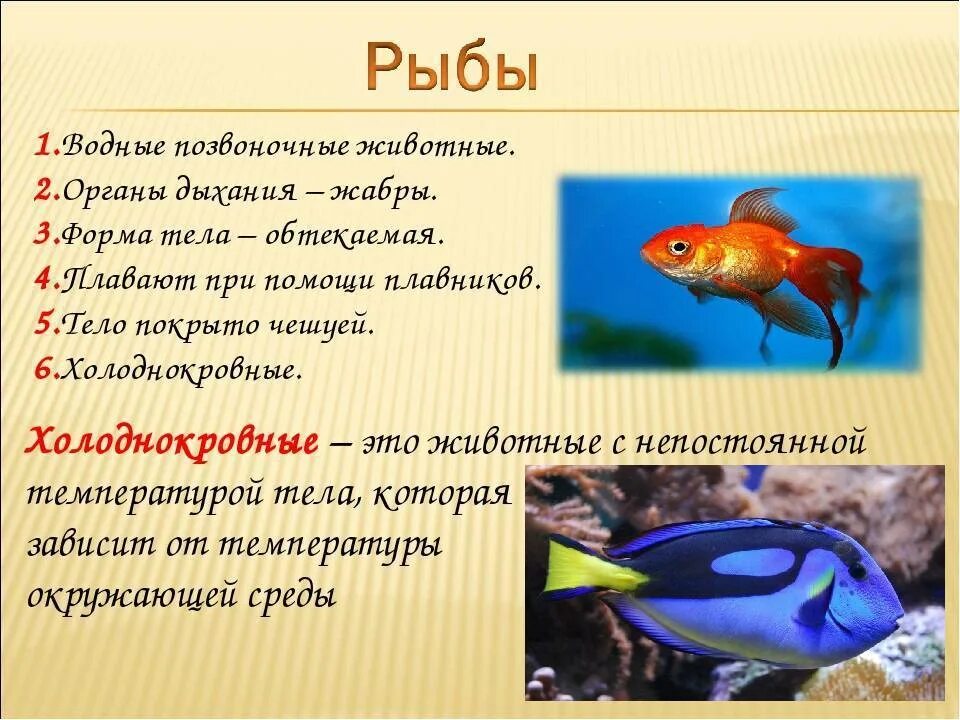 Особенности рыб 3 класс. Доклад про рыб. Сообщение на тему рыбы. Рыбы 3 класс. Презентация на тему рыбы.