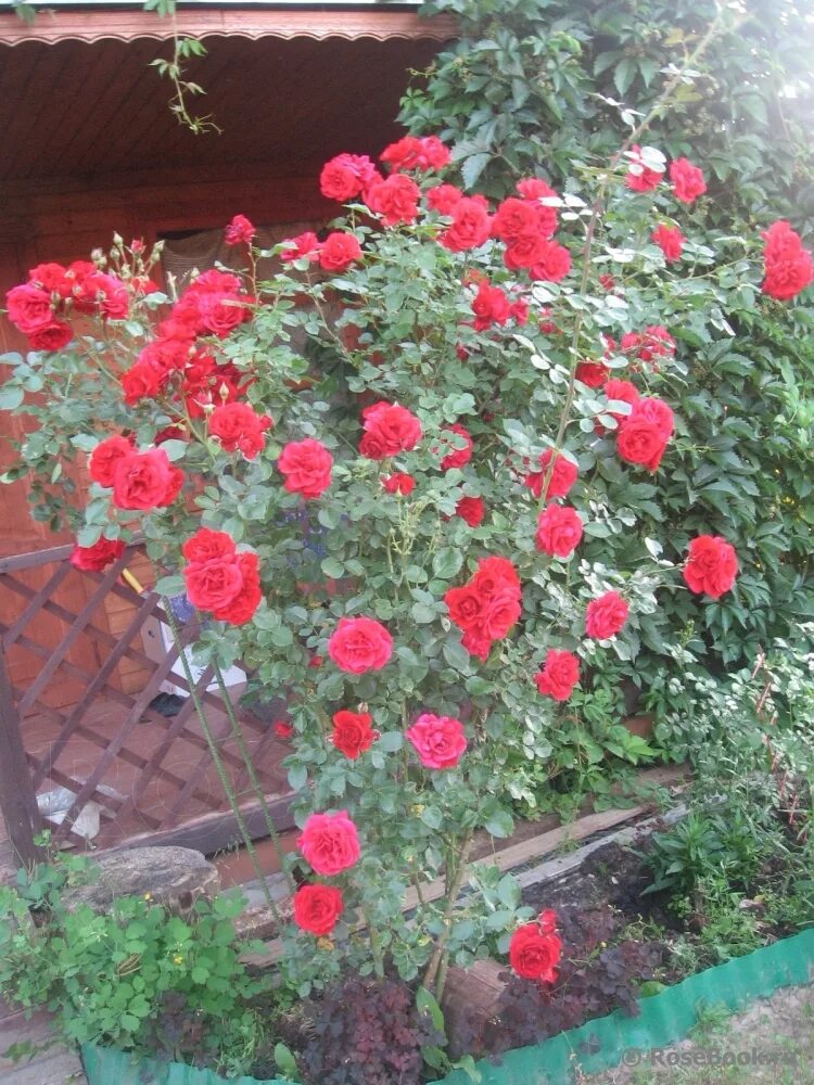 симпатия отзывы. симпатия отзывы. оби розы кордеса. симпатия отзывы. симпатия отзывы.