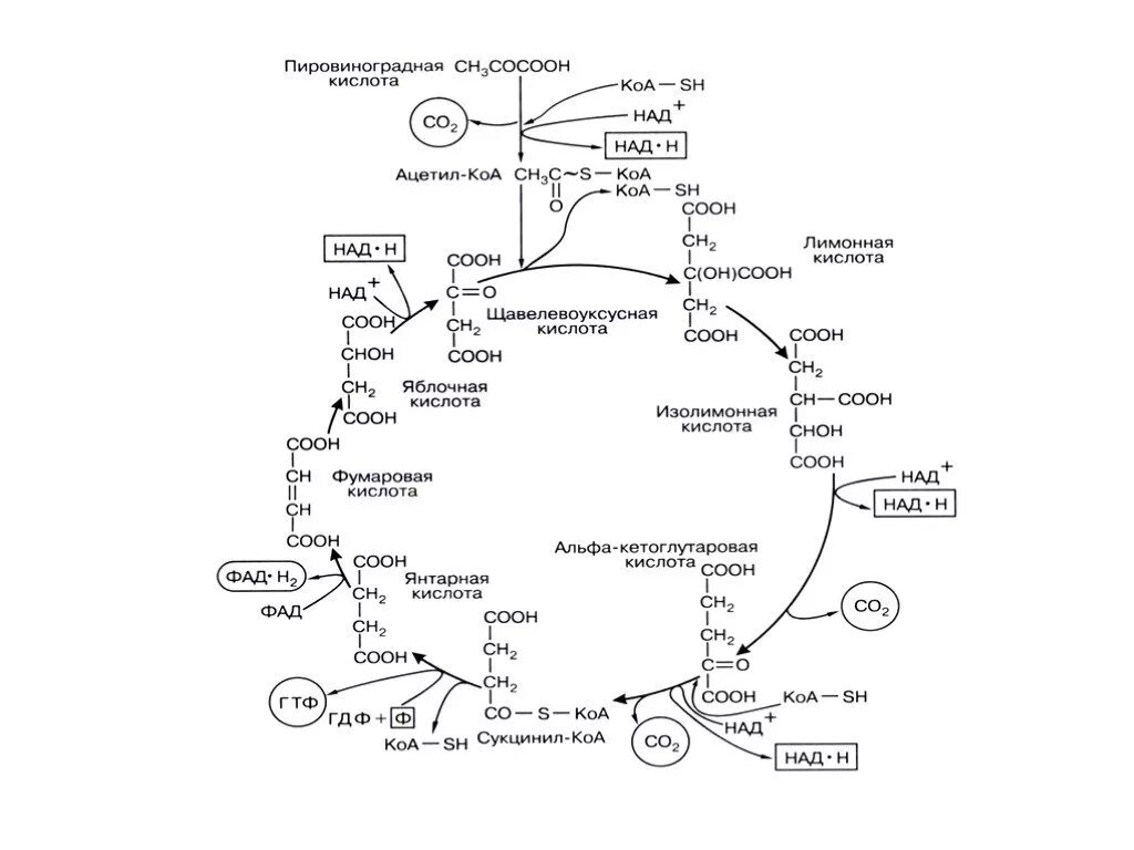 Аэробная стадия дыхания цикл Кребса. Схема образования ацетил КОА. Пути образования ацетил КОА. Пировиноградная кислота ацетил КОА цикл Кребса. Ацетил коа пути