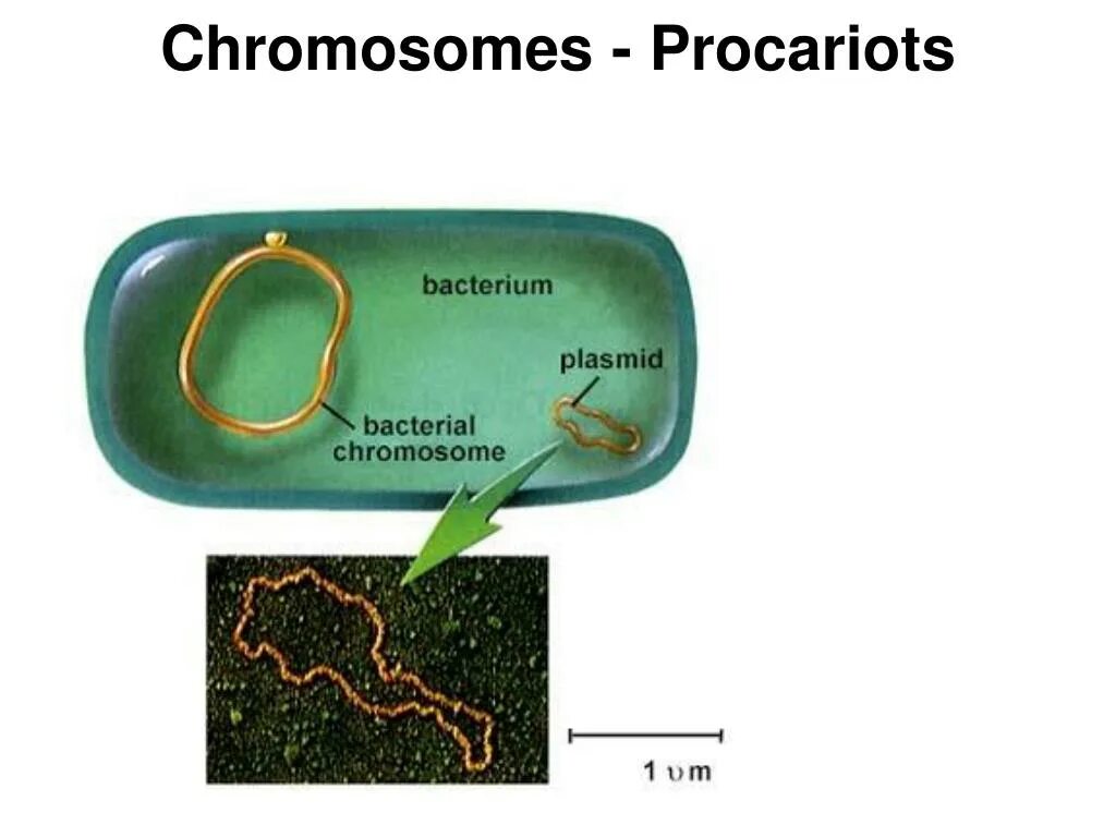 Кольцевая днк плазмиды. Строение бактерии плазмида. Строение клетки бактерии плазмида. Плазмида в прокариотической клетке. Строение хромосомы прокариотической клетки.