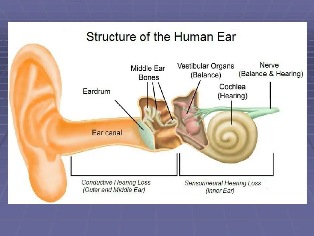 Глухота и глухонемота. Кондуктив ухе кондуктивная. Ортостатическая глухота. Глухота и болезнь Вильсона. Message hearing