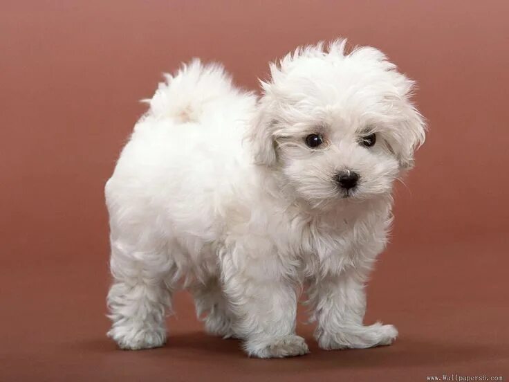 This is Sunsim. The amount of cuteness raidiating from this little bundle of joy