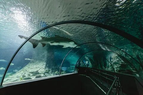 Океанариум на воде в ростове