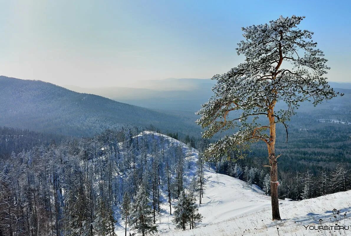 Восточно сибирская тайга. Сибирь зимой. Дальний восток уссурийская тайга зима. Тайга бурятии кедрач. Климат тайги в россии.