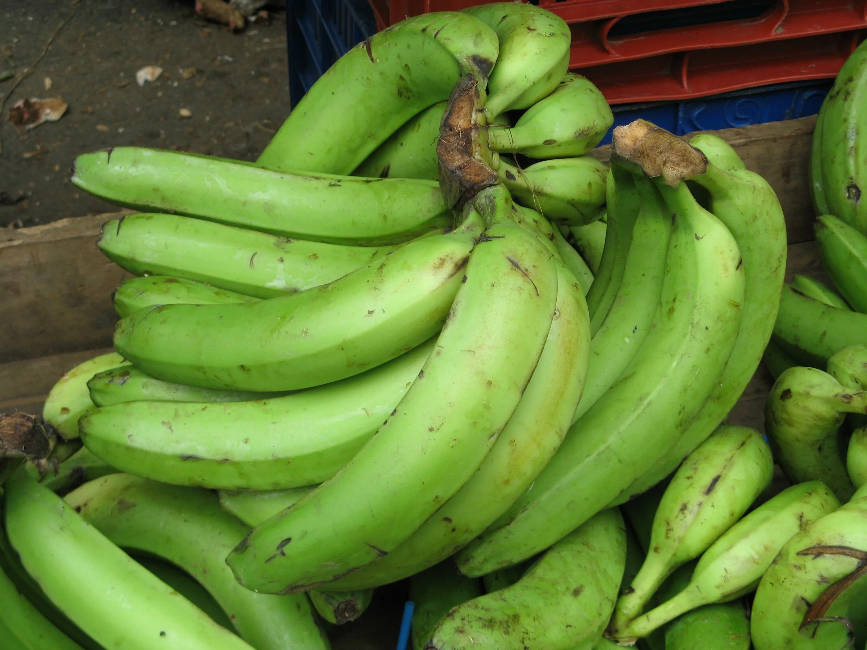 Бананы Плантейн. Зеленые бананы Платано. Plantain Banana разница. Сорт Платано.