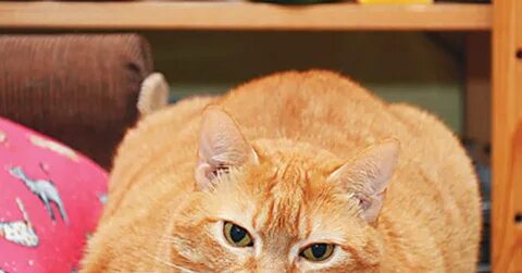 Песни рыжего кота