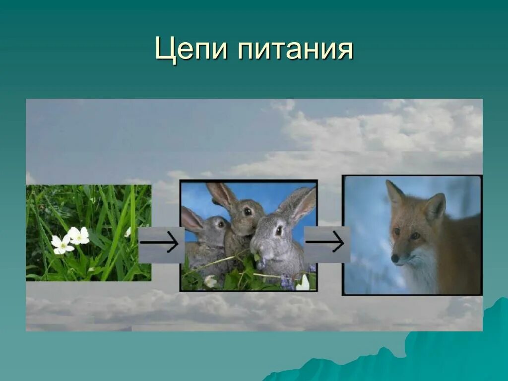 Презентации экология 4 класс. Презентации экология 4 класс