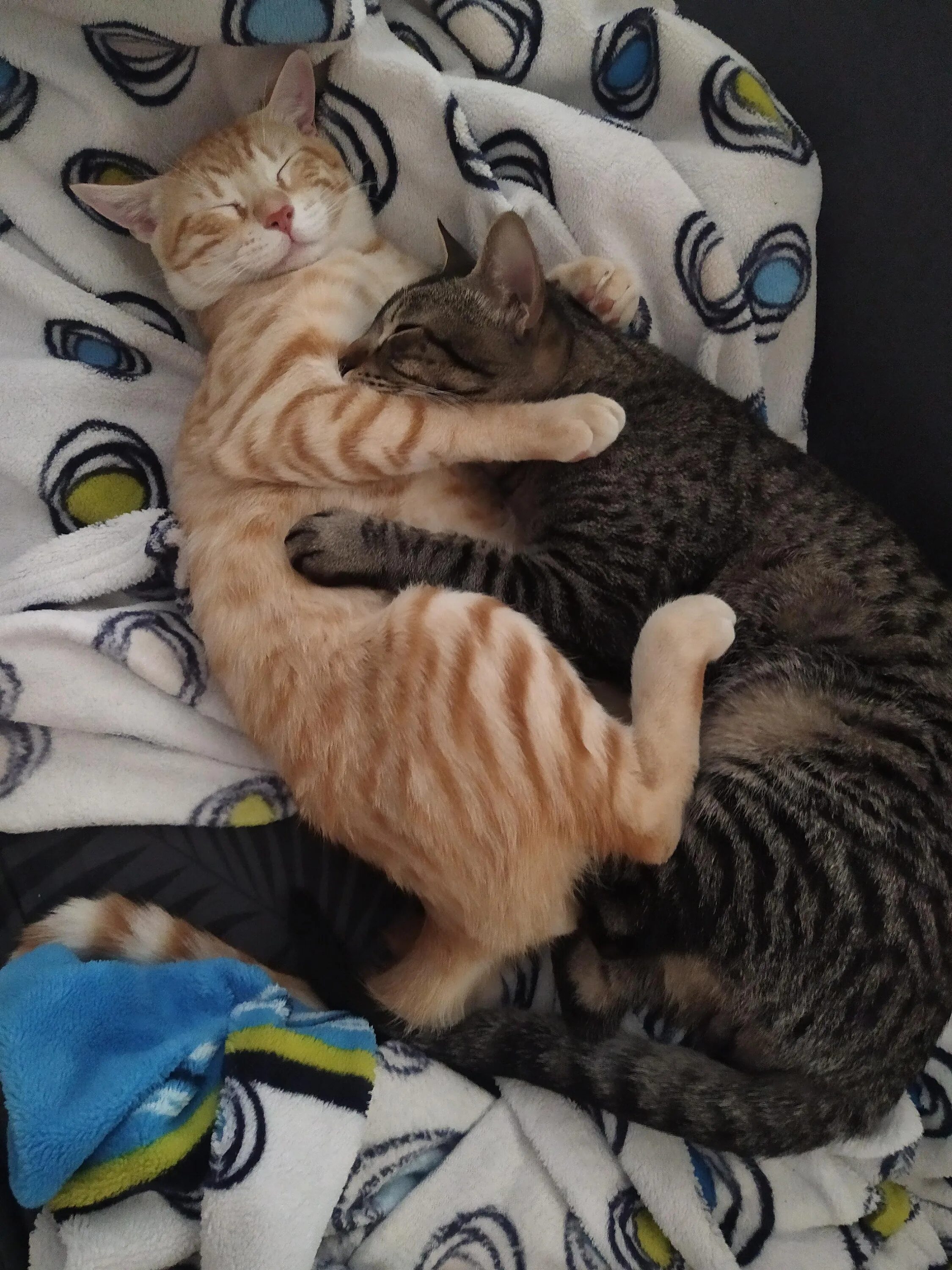Спящие вместе коты. Кошки в обнимку. котики спят вместе. кошки спят в обнимку.