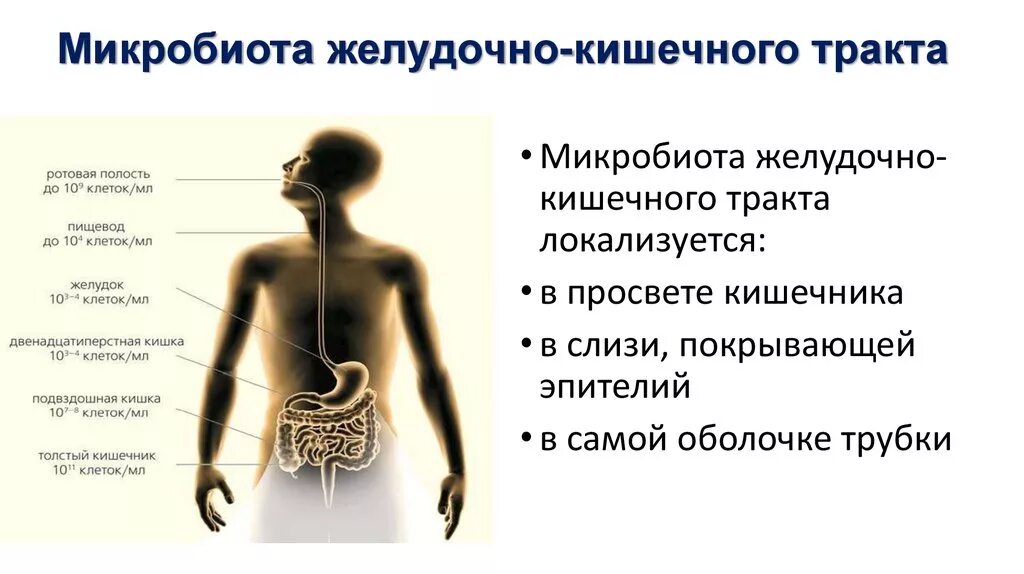 Микробиота как улучшить. Микробиота кишечника функции. микробиота кишечника человека. микробиота жкт человека. микробиота желудочно-кишечного тракта человека.