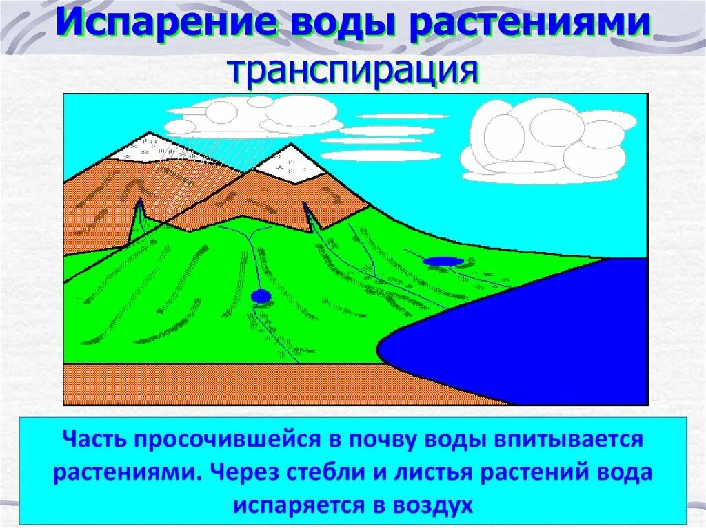 Транспирацию испарение воды. Испарение воды растениями транспирация. Круговорот воды транспирация. Испаре́ние воды. Испарение грунтовых вод.