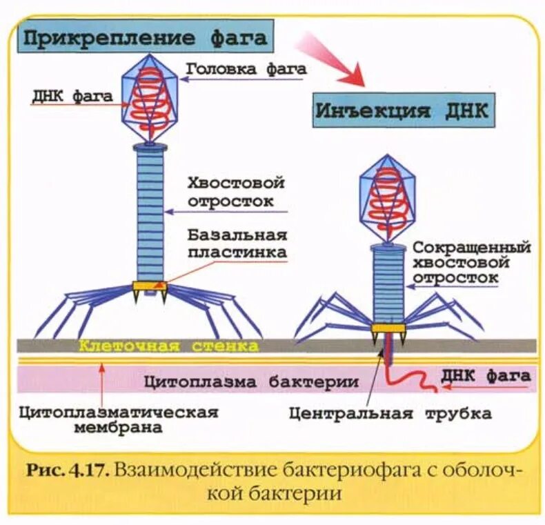 Умеренное взаимодействие бактериофага с клеткой. Микроорганизмы бактериофаги. жизненный цикл бактериофага. взаимодействие фага с бактерией. жизненный цикл вируса бактериофага.