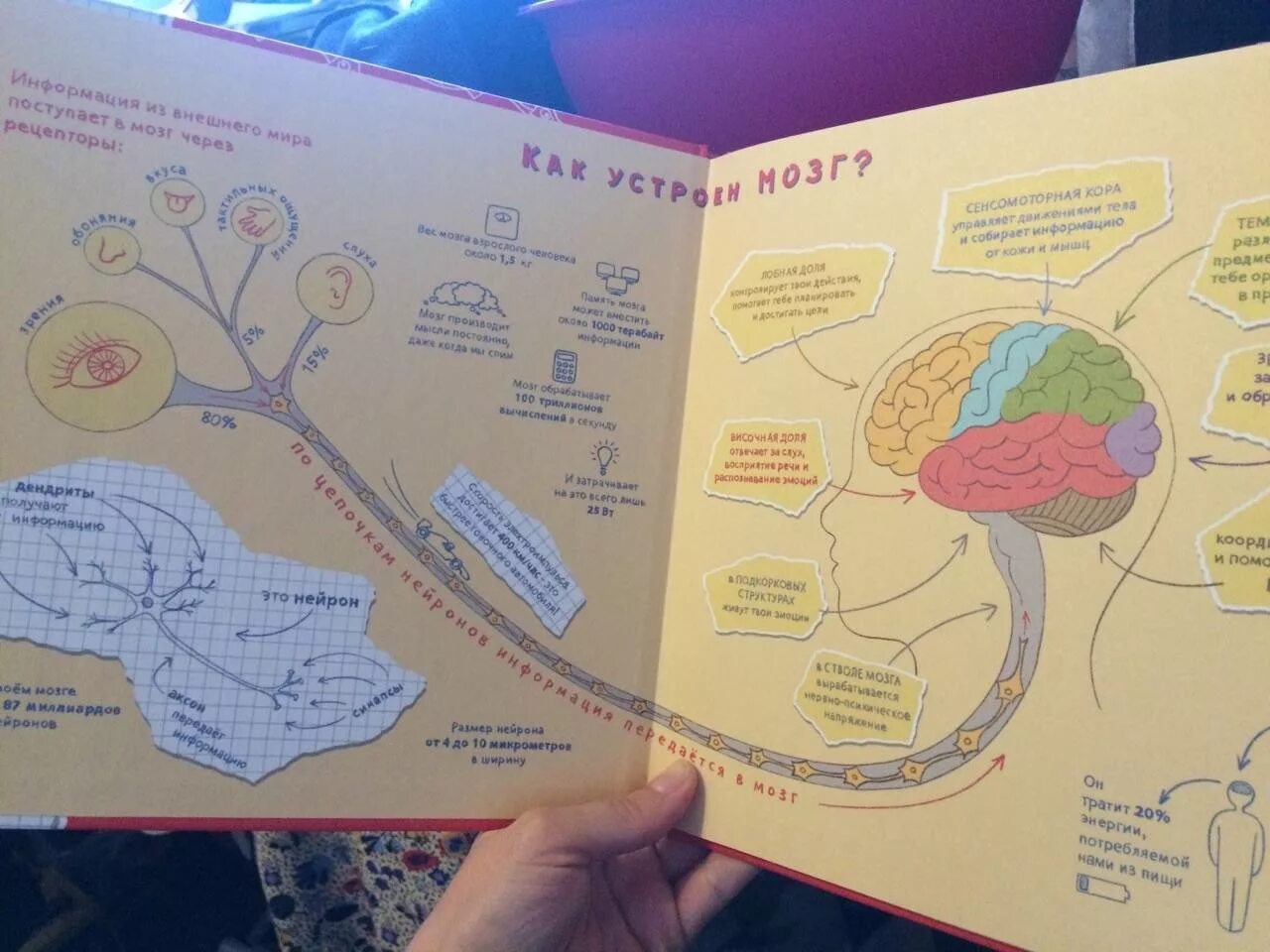 Книги мозг детей. Детские книги про мозг. Курпатов книги для детей мозг. Как устроен мозг Курпатов. Курпатов книга про мозг.
