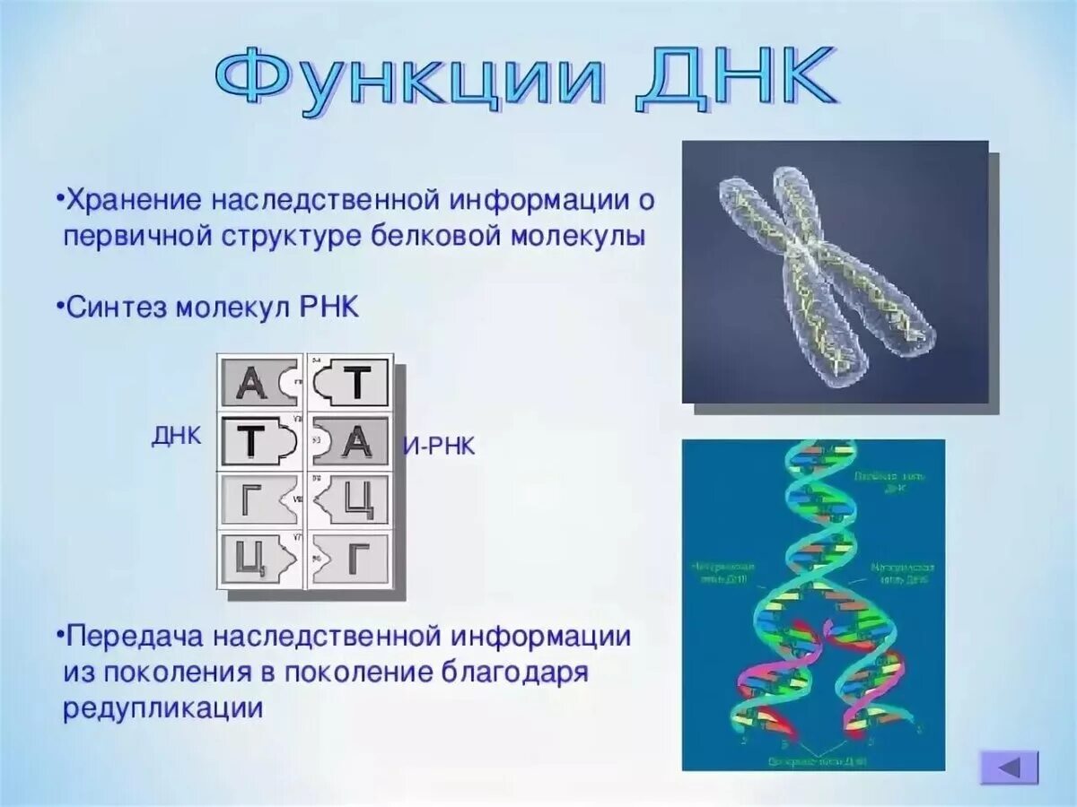 Хранящей генетическую информацию. ДНК хранение наследственной информации. Структура наследственной информации. Молекула ДНК носитель наследственной информации. Хранение генетической информации ДНК.
