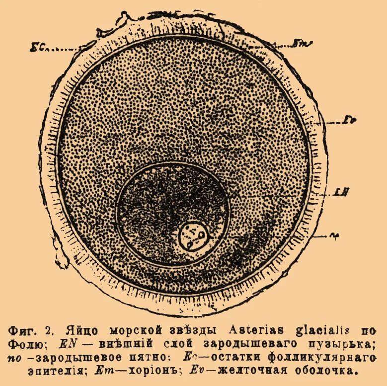 Яйцо 1 клетка. Желточная оболочка. Желточная оболочка яйца. Половая клетка яйцо. Яйца клетка женская.