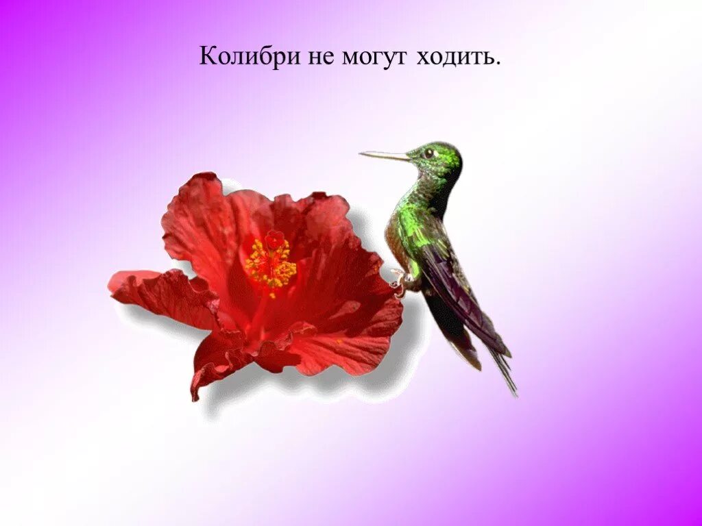 Факты о колибри. Колибри. Колибри окружающий мир. Слайд Колибри.