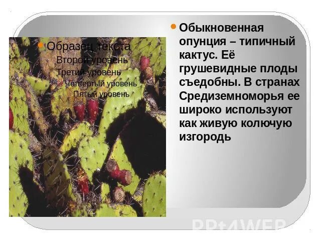 Опунция среда обитания. Среда обитания кактуса. Условия среды обитания кактуса. Кактус факторы среды.