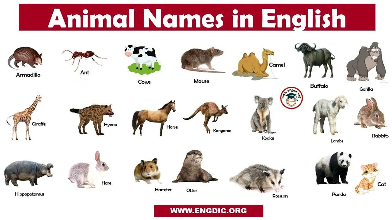 Animals English name. All animals names. Animal names list. Animals starting with y.