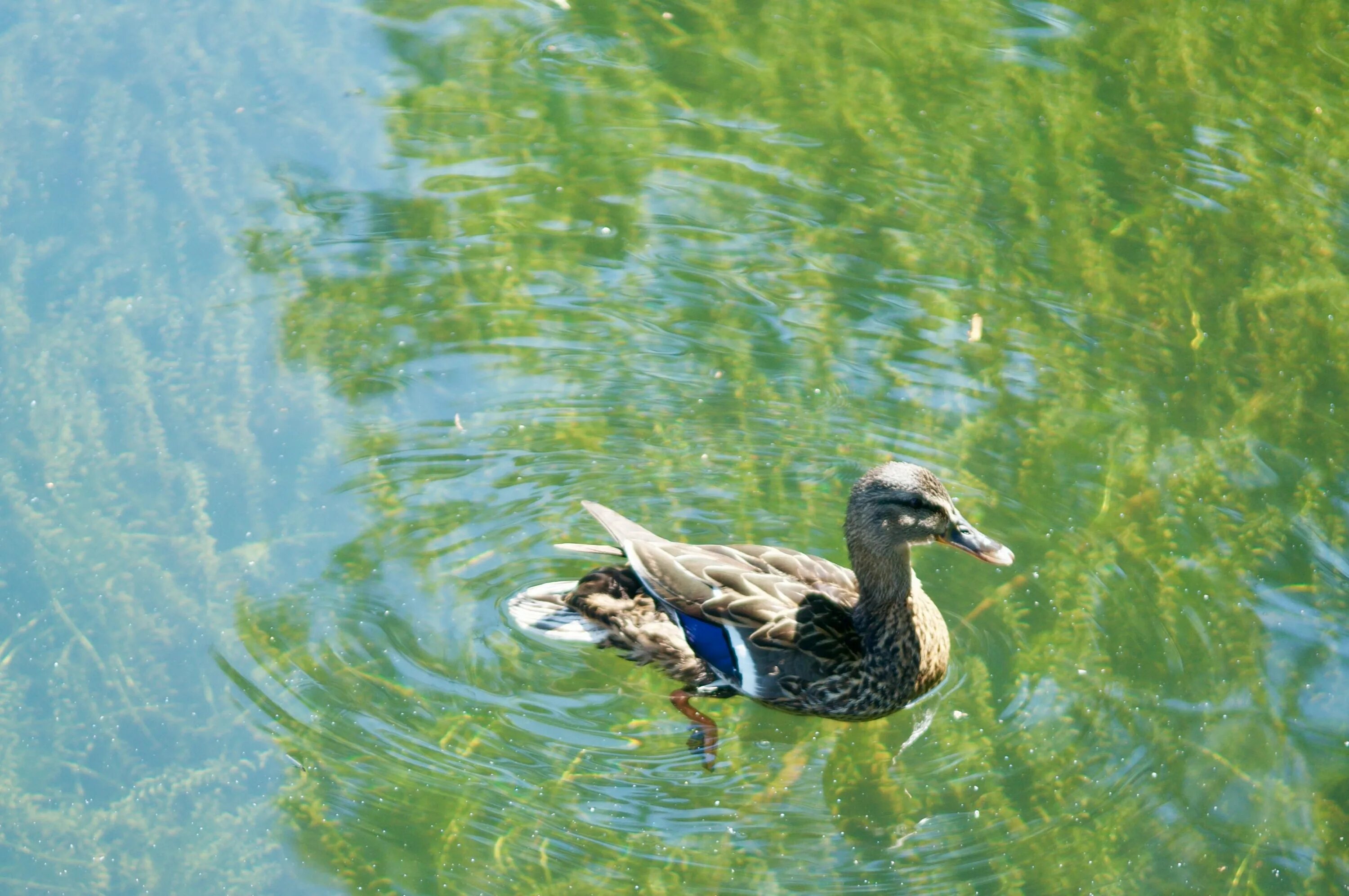 Обитатели водоемов утка кряква. Перелетные птицы водоплавающие птицы. Водоплавающие птицы на озере. Птицы на пруду.